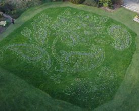 Crocus display inspired by Indian heritage blooms in Leicester