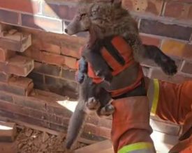 Fire crews rescue trapped fox cubs from Leicester garage wall