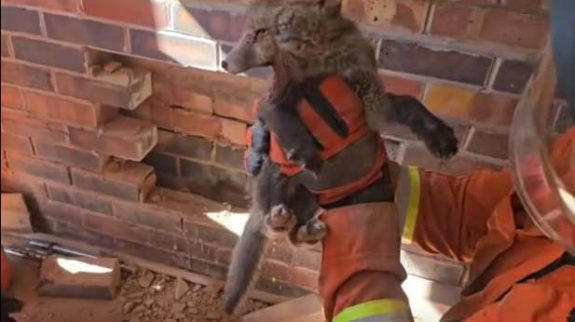 Fire crews rescue trapped fox cubs from Leicester garage wall